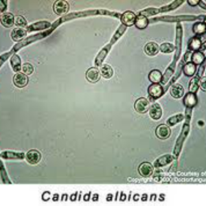 Candida albicans szűrés 